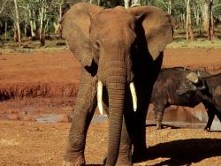 ber 8.000 Elefanten leben im KNP