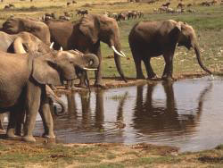 Elefanten im Krger National Park von Sdafrika