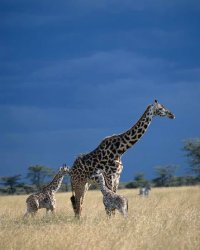 Giraffen im Krger Nationalpark