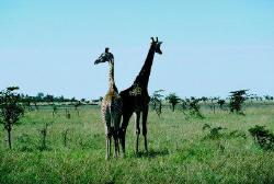 Giraffen im Krger Nationalpark