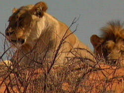 Lwen in der Kalahari
