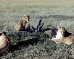 Lwen im Madikwe National Park